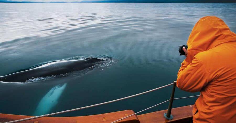 Husavik: Whale Watching on a Carbon Neutral Oak Boat - Traditional oak boat comfort: warmth, seating, and what to wear