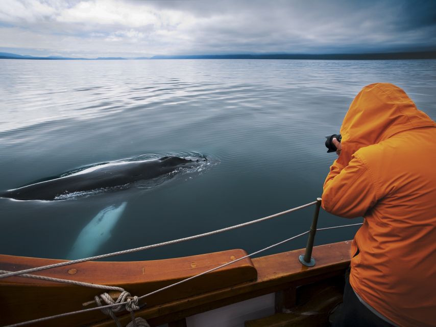 Husavik: Whale Watching on a Carbon Neutral Oak Boat - Live English guide commentary: how to read the water faster