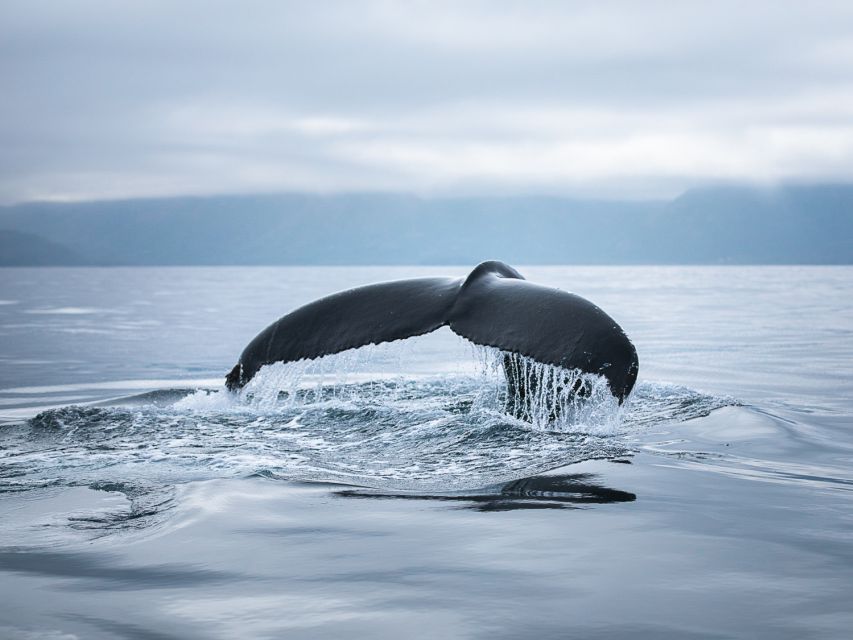 Husavik: Whale Watching on a Carbon Neutral Oak Boat - The onboard break: hot cocoa and a cinnamon bun