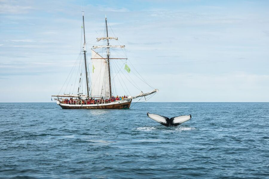 Husavik: Whale Watching on a Carbon Neutral Oak Boat - Price and value: what $132 buys you (and what it does not)