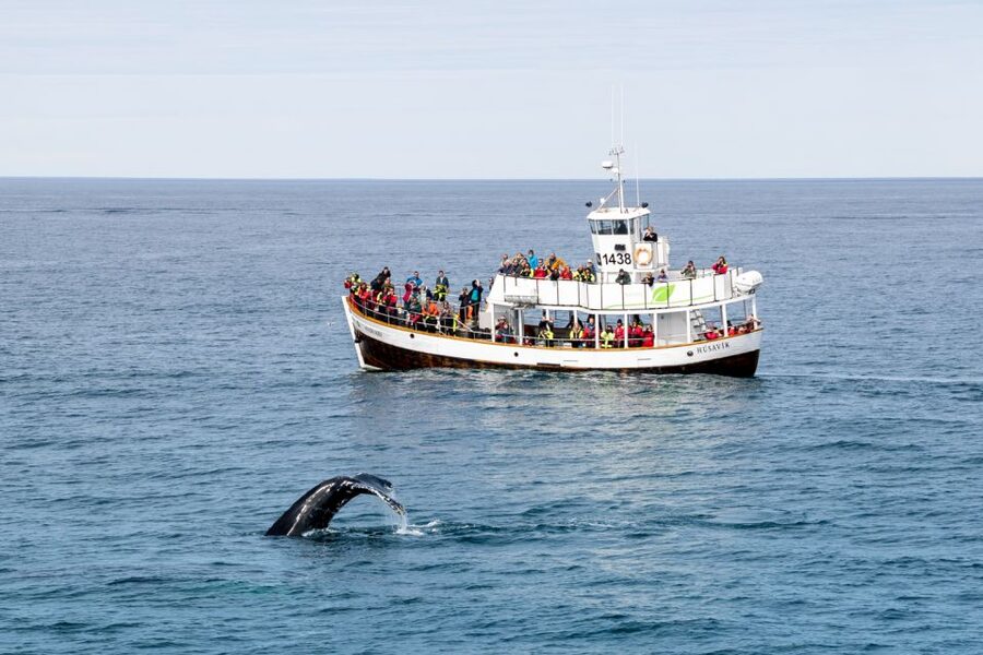 Husavik: Whale Watching on a Carbon Neutral Oak Boat - Weather reality in the bay: your day’s best plan for flexibility