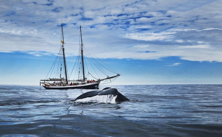 Husavik: Whale Watching on a Carbon Neutral Oak Boat - Carbon-neutral cruise, actually explained: what you are riding