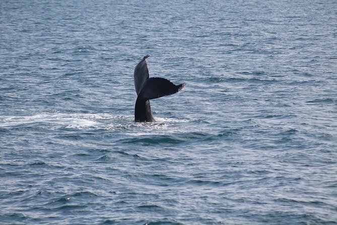 Húsavík Whale Watching Tour, family owned and operated - What to wear so you stay warm, not miserable