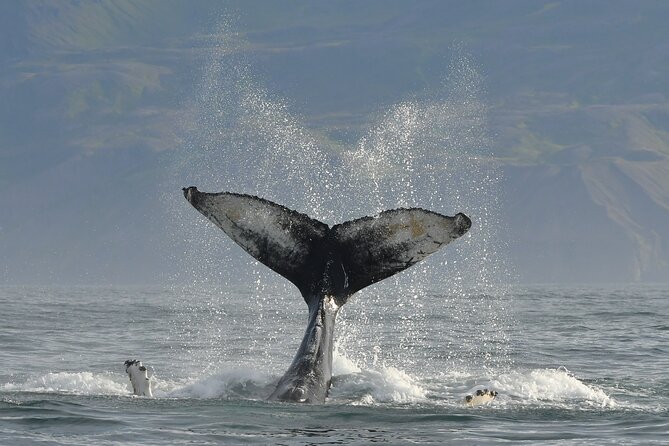 Húsavík Whale Watching Tour, family owned and operated - Price and value: what $102.84 buys you