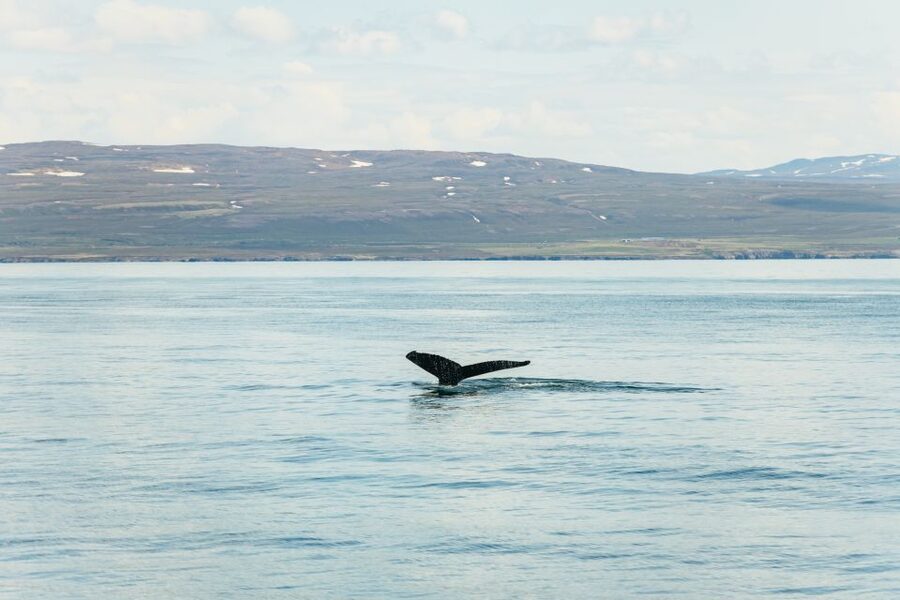 Húsavík: Whale Watching Tour with Guide - Key things to know before you go
