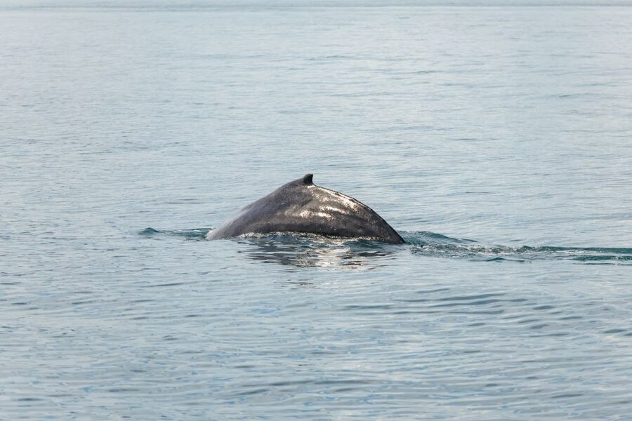 Húsavík: Whale Watching Tour with Guide - Price and value: $115 for a guided wildlife search plus gear and snacks