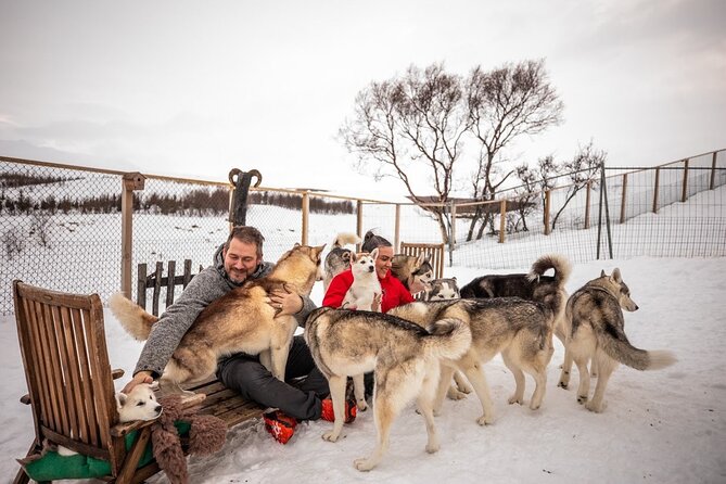 Husky Petting in Akureyri (private) - Key highlights worth your attention
