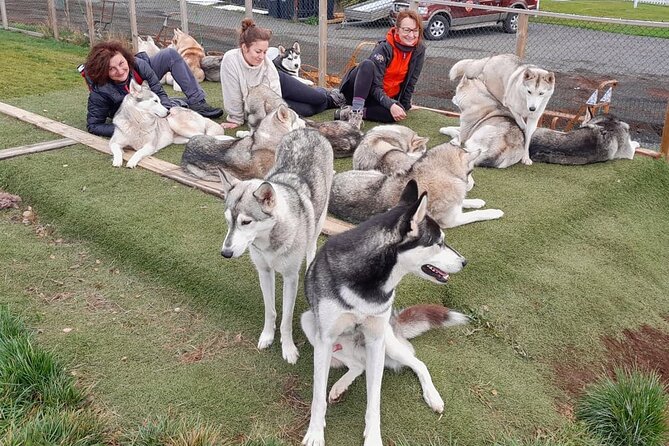 Husky Petting in Akureyri (private) - Entering a Husky Home Outside Akureyri