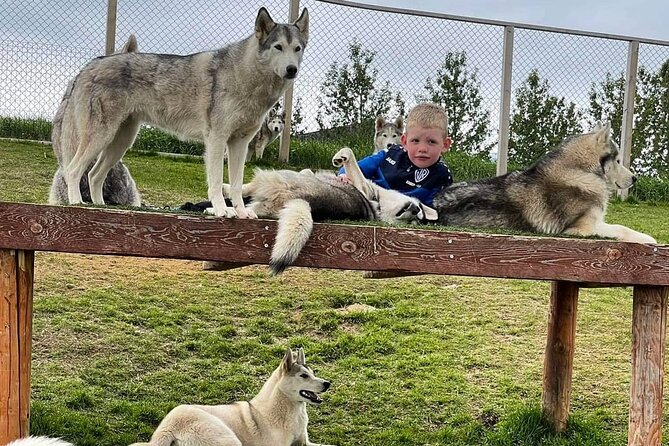 Husky Petting in Akureyri (private) - Dogs, Puppies, and Those Unplanned Moments
