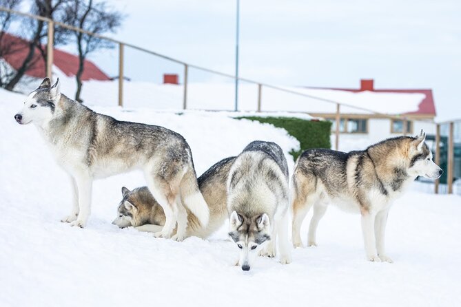 Husky Petting in Akureyri (private) - Coffee, Photos, and Videos: Small Extras, Real Value