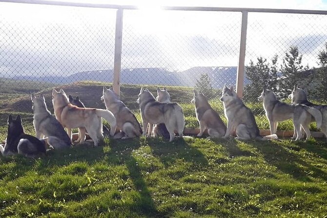 Husky Petting in Akureyri (private) - Price per Group: When $666.78 Makes Sense