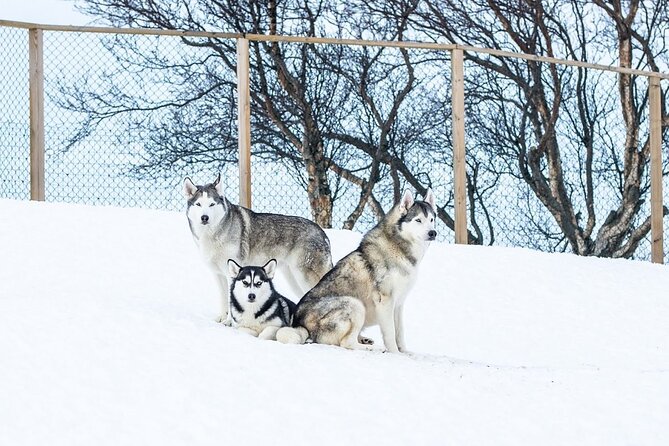 Husky Petting in Akureyri (private) - Pickup and Timing Tips for Airport and Cruise Days