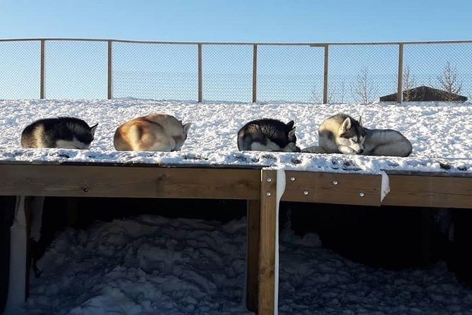 Husky Petting in Akureyri (private) - Who This Husky Petting Experience Is Best For