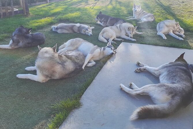 Husky Petting in Akureyri (private) - Your Private Hour: What You Do and How It Flows