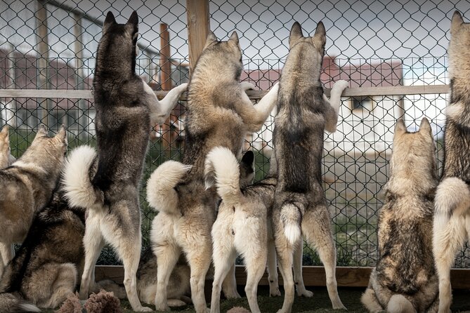 Husky Petting, in Akureyri - Key highlights you will actually care about
