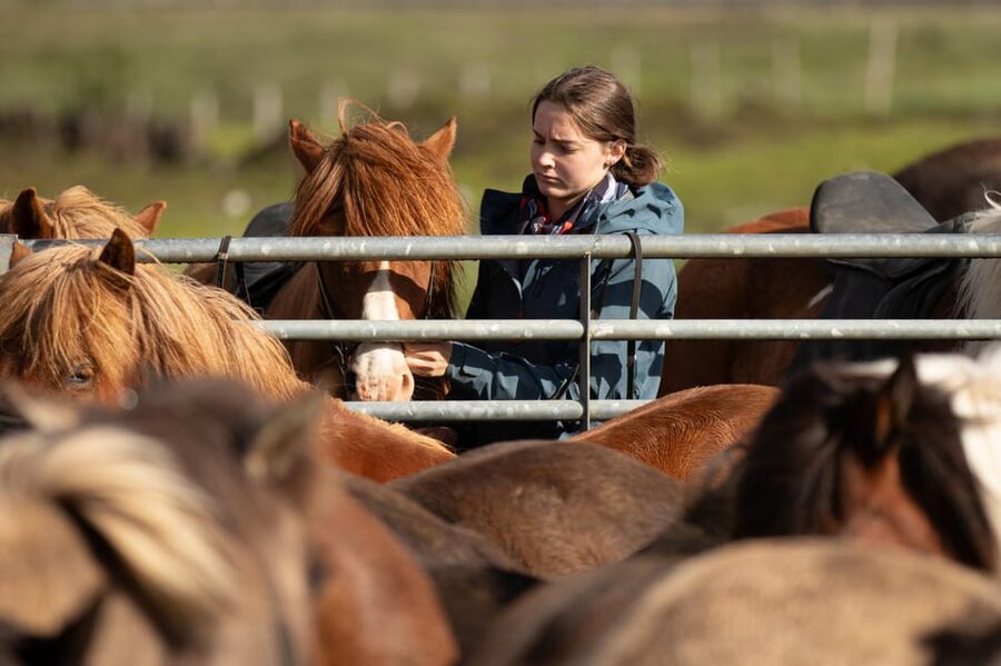 Hveragerdi: Countryside Charm Horse Riding Tour - Key highlights that make this tour easy to love