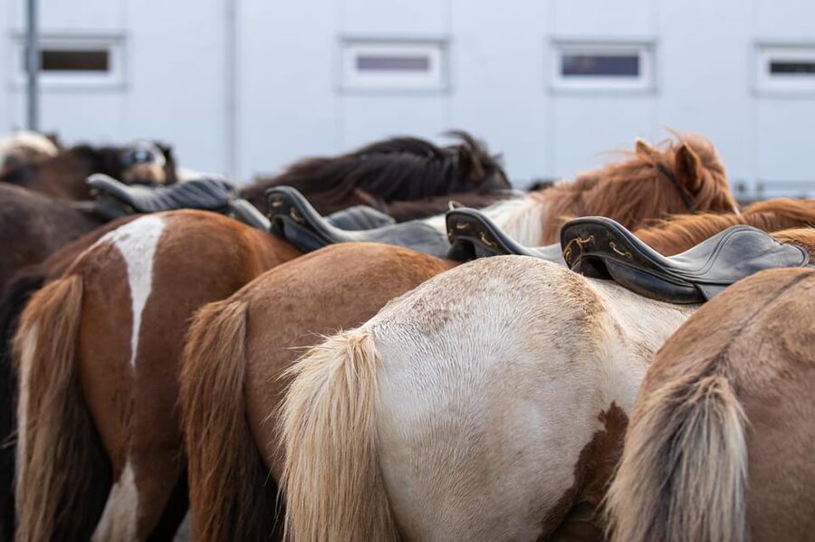Hveragerdi: Countryside Charm Horse Riding Tour - Meeting at Vellir, then heading out to Ölfus