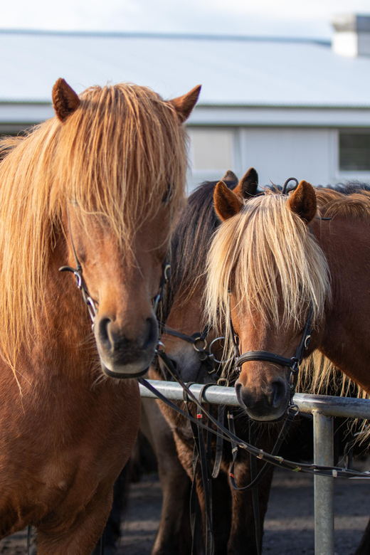 Hveragerdi: Countryside Charm Horse Riding Tour - Timing, start points, and getting there without fuss