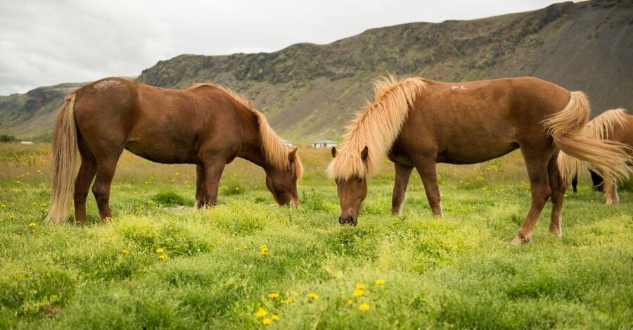 Hveragerdi: Reykjadalur (Hotspring Valley) Horse Riding Tour - Safety and comfort that are not just on paper