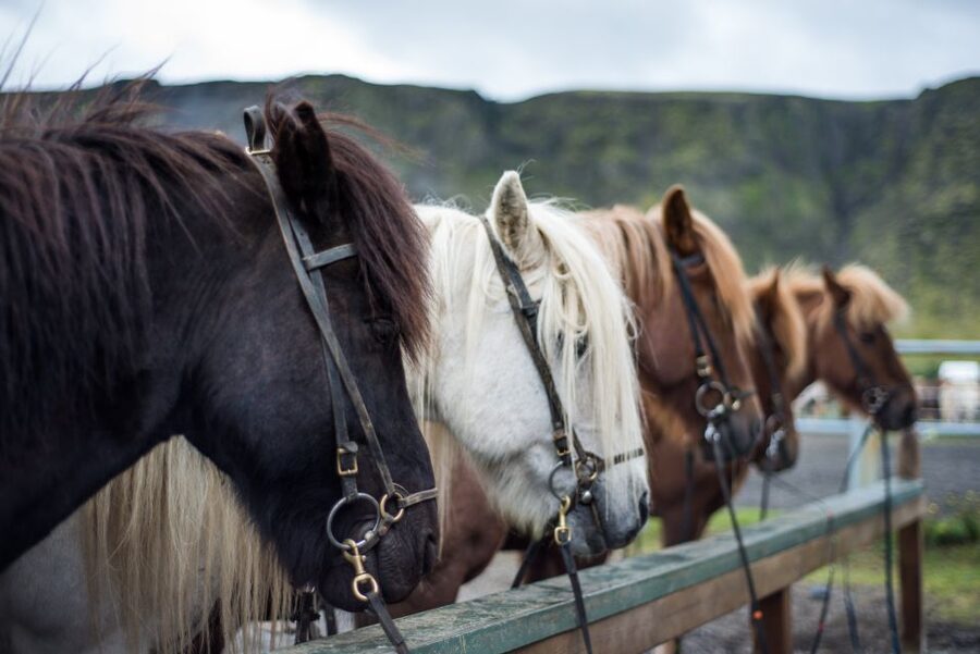 Hveragerdi: Reykjadalur (Hotspring Valley) Horse Riding Tour - Who this tour is for (and who should skip it)