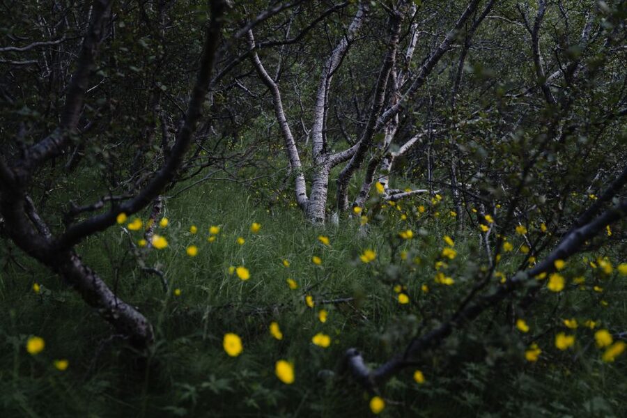 Hvolsvöllur: Private Thorsmork Guided Day Hike by Super Jeep - Guides who actually bring the day to life