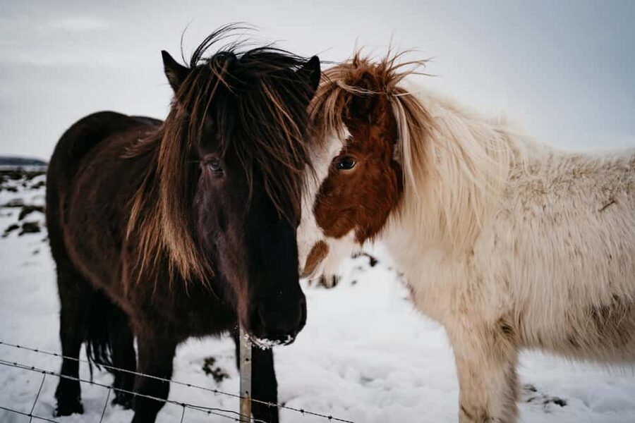 Iceland: Black‑Sand Beach Horseback Adventure - Practical Tips That Make the Difference on the Black Sand
