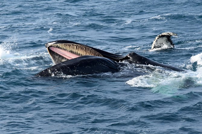 Iceland Super Saver: Northern Lights Cruise plus Whale-Watching Tour from Reykjavik - Key things to know before you go