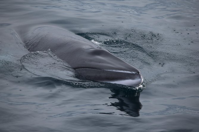 Iceland Super Saver: Northern Lights Cruise plus Whale-Watching Tour from Reykjavik - Why This Reykjavik Super Saver Makes Sense