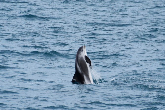 Iceland Super Saver: Northern Lights Cruise plus Whale-Watching Tour from Reykjavik - Timing, Group Size, and Where You Go From Here