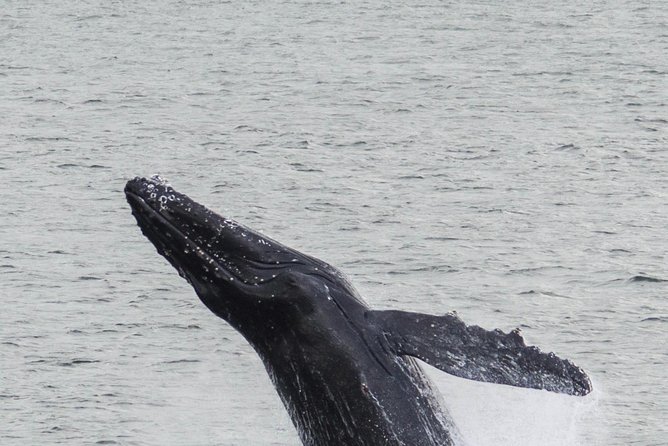 Iceland Super Saver: Northern Lights Cruise plus Whale-Watching Tour from Reykjavik - Who This Tour Fits Best (and Who Might Want a Plan B)