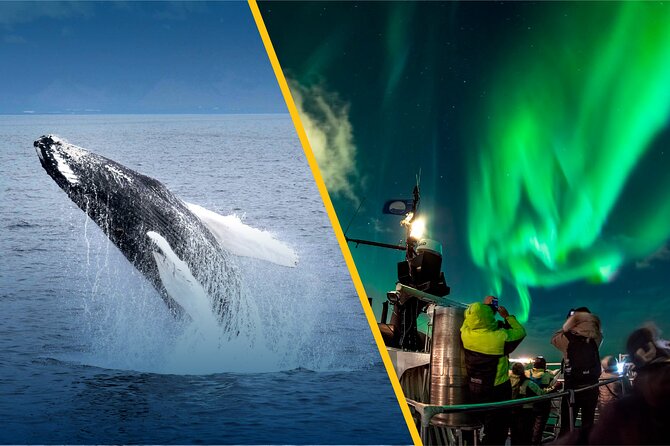 Iceland Super Saver: Northern Lights Cruise plus Whale-Watching Tour from Reykjavik - Should You Book This Northern Lights and Whale-Watching Saver?