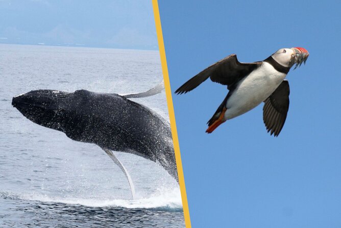 Iceland Super Saver: Puffin Cruise plus Whale-Watching Tour from Reykjavik - Two tours in one Reykjavik slot: why this combo makes sense