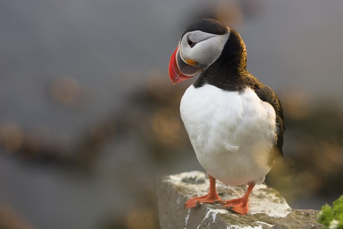 Iceland Super Saver: Puffin Cruise plus Whale-Watching Tour from Reykjavik - Sea comfort and warm gear: how not to let weather ruin your photos