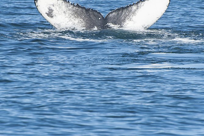 Iceland Super Saver: Puffin Cruise plus Whale-Watching Tour from Reykjavik - Order flexibility: how to choose what comes first