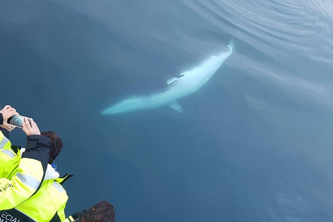 Iceland Super Saver: Puffin Cruise plus Whale-Watching Tour from Reykjavik - Guides and the difference between a great and a merely okay day