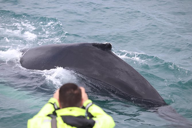 Iceland Super Saver: Puffin Cruise plus Whale-Watching Tour from Reykjavik - Wildlife expectations: how to think like a realist