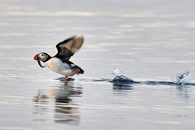 Iceland Super Saver: Puffin Cruise plus Whale-Watching Tour from Reykjavik - From Geirsgata 11 to the harbor: how the day starts