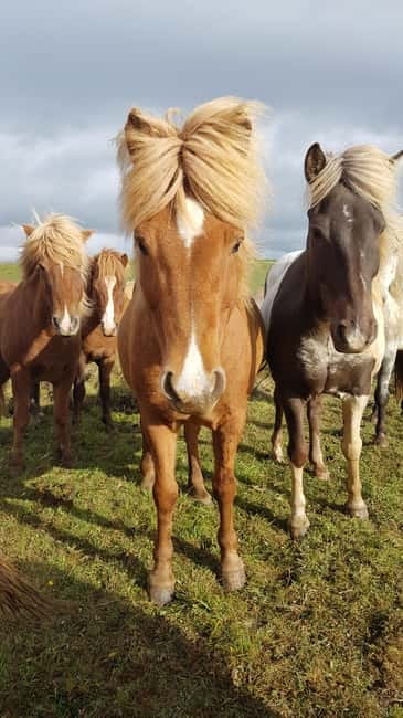 Iceland: Volcanic Landscape Horse Riding Tour - Learning the Tölt: Smooth Moves With Real Icelandic Technique