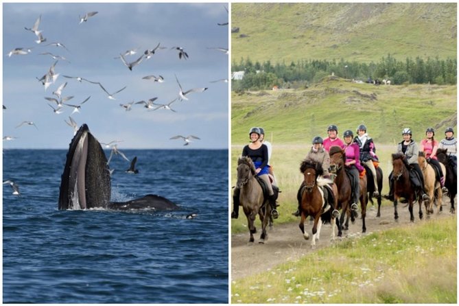 Icelandic Horse Riding and Whale Watching Cruise from Reykjavík - Key takeaways before you go