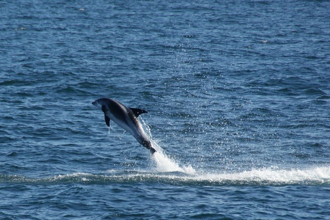 Icelandic Horse Riding and Whale Watching Cruise from Reykjavík - Weather, warmth, and what to pack so you stay comfortable