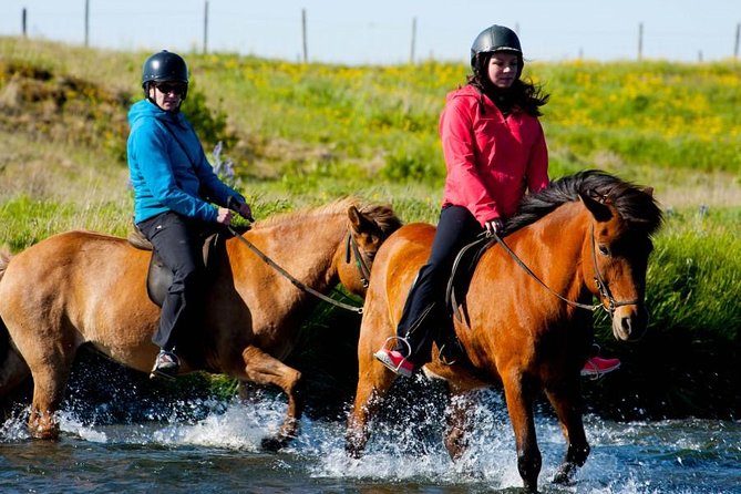 Icelandic Horse Riding and Whale Watching Cruise from Reykjavík - Price and value: why $280 can feel fair here