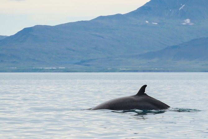 Icelandic Horse Riding and Whale Watching Cruise from Reykjavík - Whale sightings and the season reality you can plan for