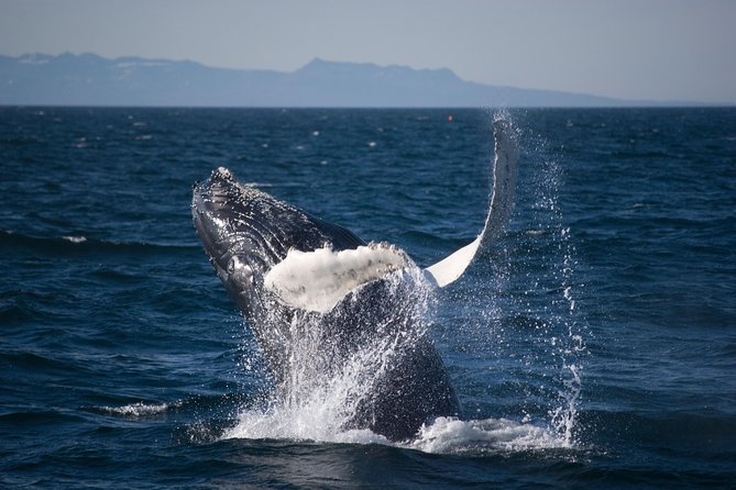 Icelandic Horse Riding and Whale Watching Cruise from Reykjavík - Who this tour suits best in South Iceland and Reykjavík