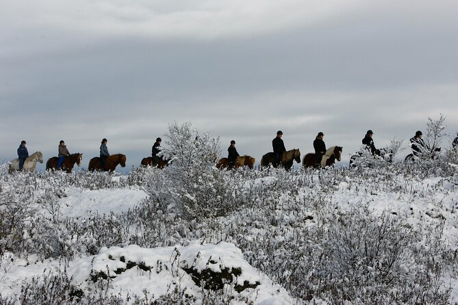 Icelandic Horse Riding and Whale Watching Tour from Reykjavik - Icelandic horses and the tölt: why this ride feels different