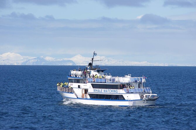 Icelandic Horse Riding and Whale Watching Tour from Reykjavik - When the whales do not show: your free return ticket and the realistic mindset