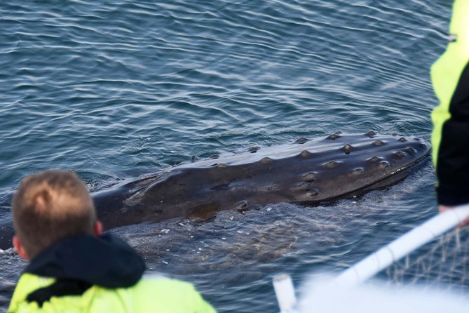 Icelandic Horse Riding and Whale Watching Tour from Reykjavik - Price value check: what $233.08 buys you (and what it does not)