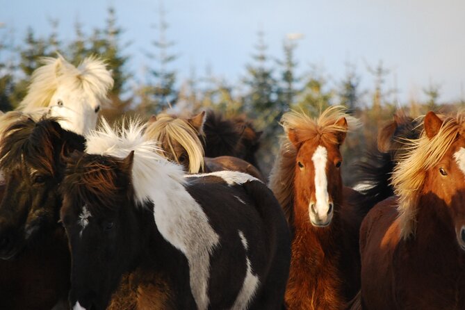 Icelandic Horse Riding and Whale Watching Tour from Reykjavik - How the ride-to-whale shift works in Reykjavik Old Harbor