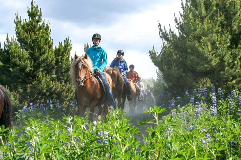 Icelandic Horse Riding Tour & Pickup Option from Reykjavik - Tölt, Trot, and Canter: How the Guides Adjust Your Speed