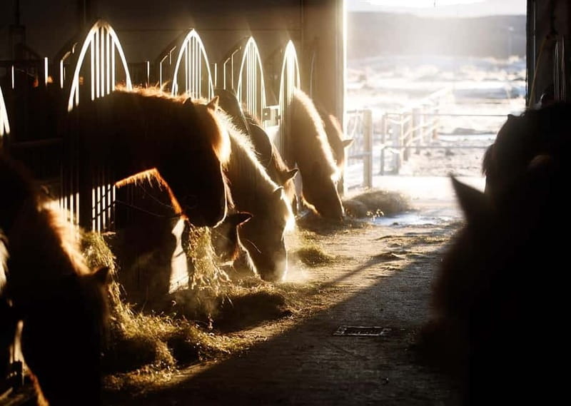 Icelandic Horse Riding Tour & Pickup Option from Reykjavik - Who This Tour Fits Best, and Who Should Skip It
