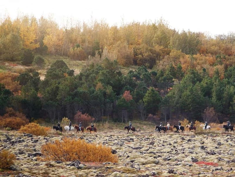 Icelandic Horse Riding Tour & Pickup Option from Reykjavik - Should You Book This Reykjavik Horse Riding Tour?